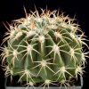 Melocactus_loboguereroi